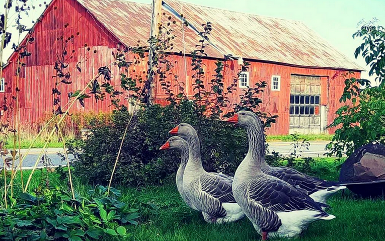 Big Red Barn and Geese Picture